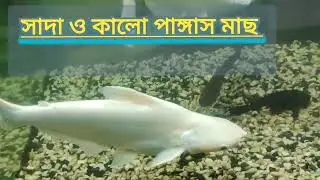 সাদা রঙের পাঙ্গাস মাছ 