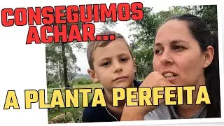 PLANTAMOS flor de FACIL cultivo ,aguenta o SOL ESCALDANTE  CANTEIROS DE FLORES,  EP 42