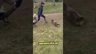 Крошечная лошадка