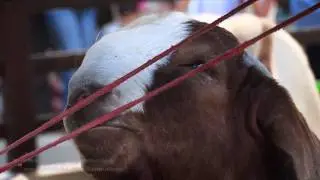 47ª Festa do Boi - (47th ox Party)