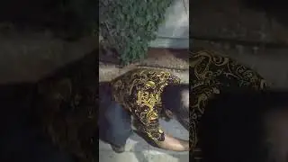 تخربة الكفر السوليد على الترايك test solid tyre in the trike