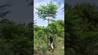 Would you have guessed!? 🌴🌱