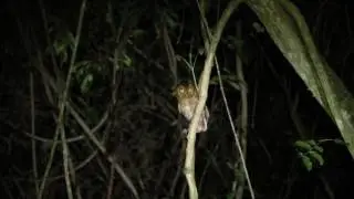 Otus roboratus