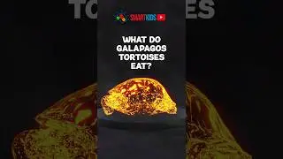 What do Galapagos tortoises eat?