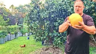 EASY to Grow GOOD for You & the WHOLE Fruit is Edible!