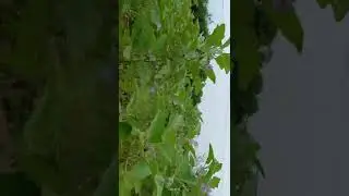 Brinjal harvesting