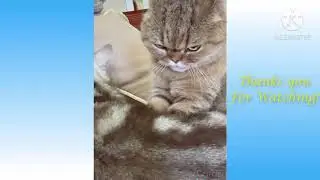 مواقف مضحكه عن الحيوانات الاليفه