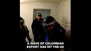 Holy Moly - Illegal guacamole - Colombia’s Purest Export -