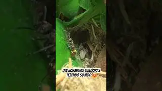 ¿Sabias que hay hormigas que tejen su nido con la seda de sus larvas ?