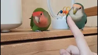Totosha is misbehaving
