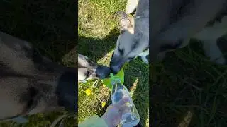 У меня правда две собачки? 🥺 тг: молодая бритни