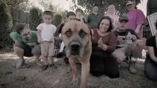 Fences For Fido - 