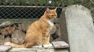 Cute ginger kitten