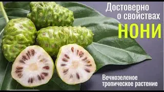 МОРИНДА (НОНИ)