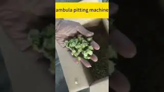 Automatic ambula pitting machine with high yield