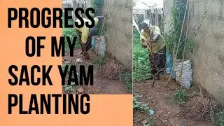 PROGRESS OF MY SACK YAM PLANTING