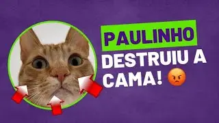 PAULINHO - O GATO DESTRUIU TODA A CAMA