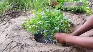 Учитесь ловить змей! Всё просто, даже дети справляются!