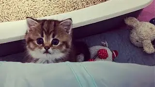 Рыженькую Люсю оставляю🐱Муж одобрил🙀🫶мои шикарные орхидеи🎋Три новых питомца🐰Olga Kirchgessner