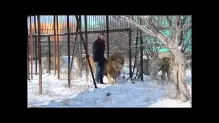 Тайган. Твои следы