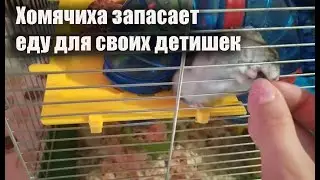 Невероятно как мама запасает еду своим детишкам