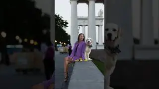 Золотистый ретривер Мафин ❤️