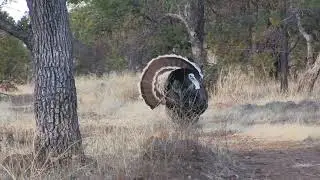 2023 Mexico Gould's Turkey Hunt-Robert Bivens second bird