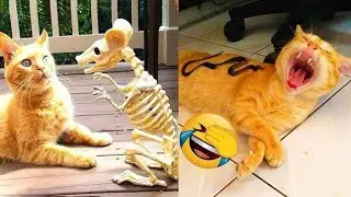 cats😆😁 funny 🤣 videos | try not 🤯🥵to laugh|cute cats #shortsvideo #cute 🤣#funnymoments #shortsfeed