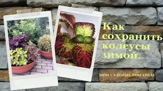 Как сохранить колеусы зимой .Где сохранять.Правилный полив. Подкармливать или нет.Обработка и другое