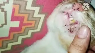 stray cat visitor nonoy
