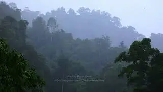 Rainforests of Thailand  |  Nature sound and ASMR Relaxing sound