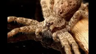Dark Fishing Spider Adventures - Episode 4