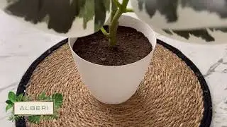 Фикус искусственный 65 см