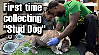 Teaching First timer How to Collect from Male Dog!