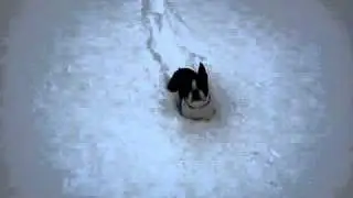 Lenny im Schnee