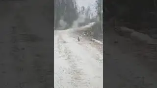 Копалуха. Рыбалка охота ягдтерьер🦡