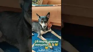 Нарядная Герда #pet #funnypet #funnyanimal #кайф #8 марта