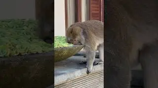 Новый сосед на районе 🙈 #monkey #bali #indonesia #обезьяна #сосед #жизньнабали