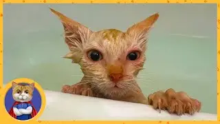 Купаем и лечим спасенного котенка Персика. После купания котёнка не узнать!