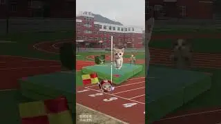 Banana cat's high jump  #shortsfeed #shorts #shortvideo