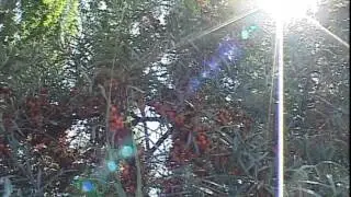 Пансионат Botany Beach, Кара-Ой (Долинка)