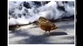 ציפור קטנה בצעד תימני