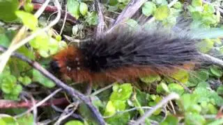 Hairy, barking caterpillar!?