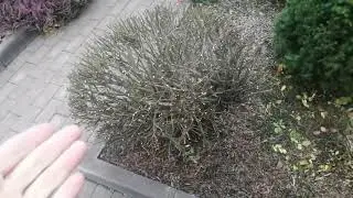 МОЙ САД ПОЗДНЕЙ ОСЕНЬЮ .