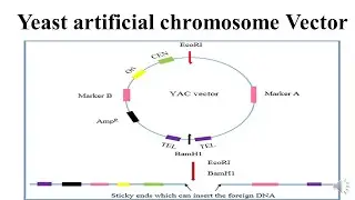 Yeast artificial chromosome Vector