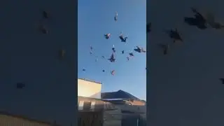 Чечня с Гойты Голуби Адама