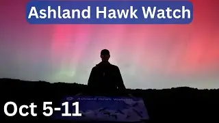Ashland Hawk Watch Update Week 6: Highlights and Raptor Identification Practice (Oct 5-11)