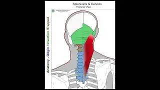 Splenius Capitis  - Anatomy Perspective
