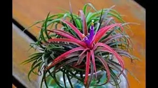 Снижение влажности #Humidityreduction Полезные растения #Healthyplants