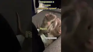 Скандал Поворознюка и Гордона! 